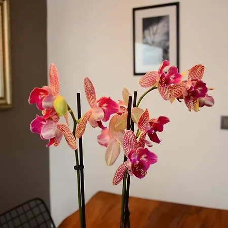 Xenia Taksim מלון איסטמבול